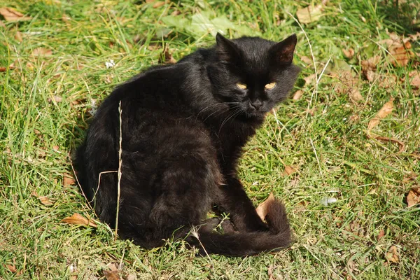 Gatto Del Gatto Gatto Del Gatto Latino Felis Silvestris Catus — Foto Stock