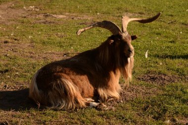  Koyun veya koyun (Ovis)