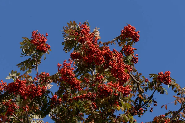 Рован Sorbus Aucuparia Вид Роду Rowan — стокове фото