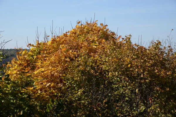 Ahorn Oder Scharfblättrig Acer Platanoides Goldener Herbst — Stockfoto