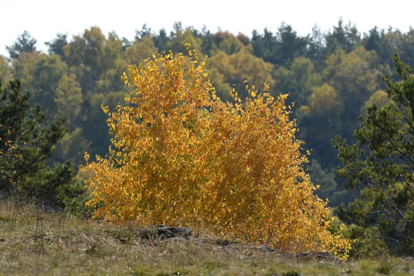 Autunno Dorato Nella Foresta Autunno Dorato Foresta Autunnale — Foto Stock