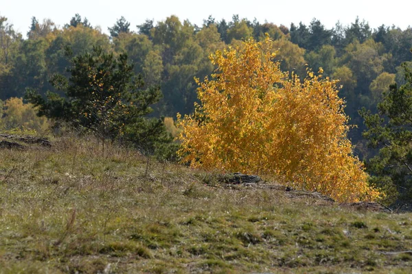 Goldener Herbst Wald Goldener Herbst Herbstwald — Stockfoto