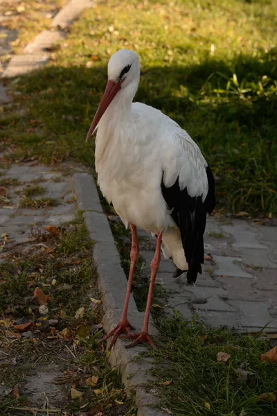 Cigogne Blanche Lat Ciconia Ciconia — Photo