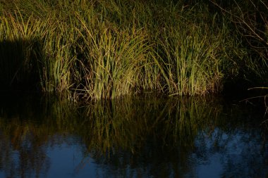 Küçük bir göl, genel manzara.