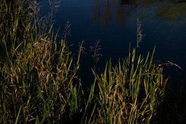 Küçük bir göl, genel manzara.