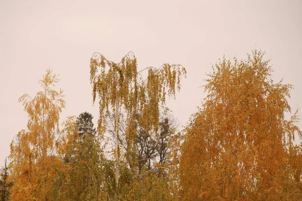 Ormanda Altın Sonbahar Altın Sonbahar Sonbahar Ormanı — Stok fotoğraf