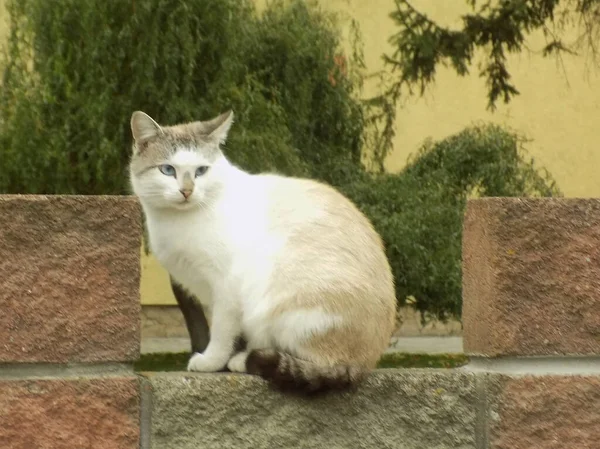 Gato Gato Gato Gato Felis Silvestris Catus Latim Bem Como — Fotografia de Stock