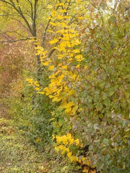 Een Oude Verlaten Krijtgroeve Gouden Herfst Het Bos Gouden Herfst — Stockfoto
