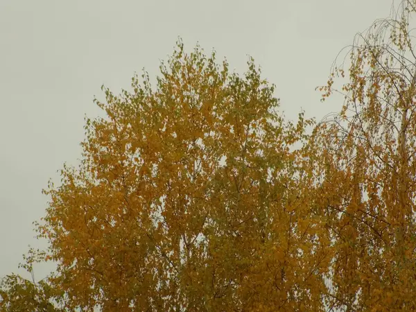 Egy Régi Elhagyatott Krétakőfejtő Arany Ősz Erdőben Arany Ősz Őszi — Stock Fotó
