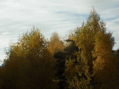 Eski, terk edilmiş bir tebeşir ocağı. Ormanda altın sonbahar, sonbahar ormanı. Eski sonbahar parkı.