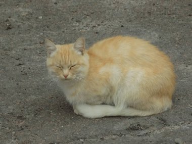 Kedi kedisi (Latince Felis Silvestris catus), kedigiller (Felis) familyasından bir kedi türü.)