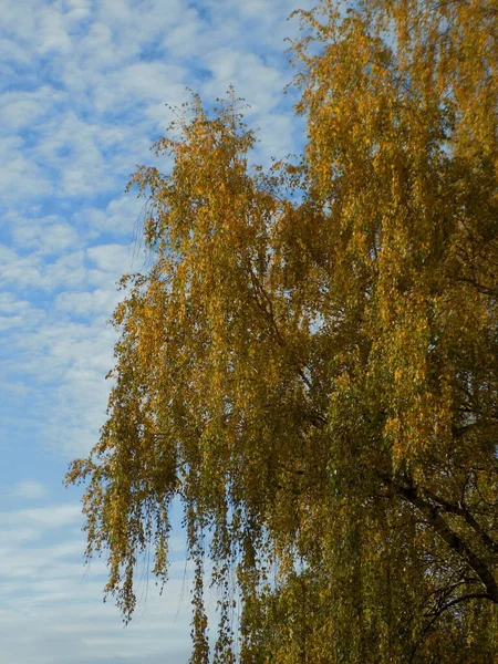 Старый Заброшенный Меловой Карьер Золотая Осень Лесу Золотая Осень Осенний — стоковое фото