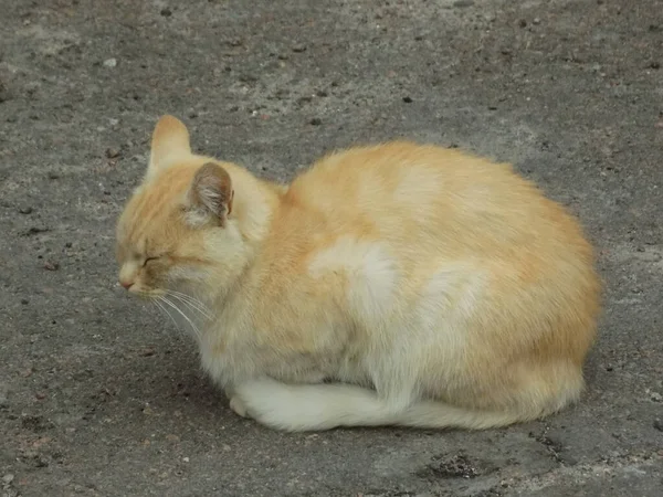 Cat Cat Cat Cat Latin Felis Silvestris Catus Well His — Stock Photo, Image