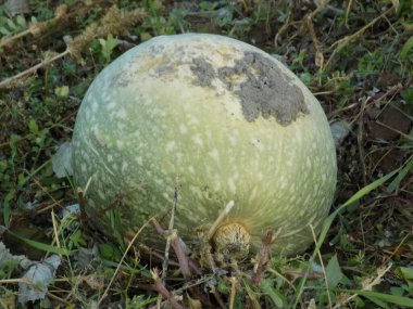 Balkabağı ya da lahana (Latin Cucurbita)