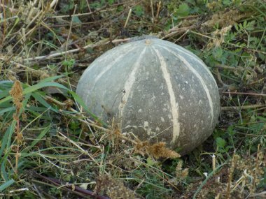 Balkabağı ya da lahana (Latin Cucurbita)