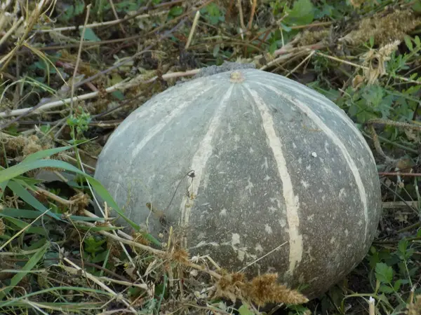 Zucca Cavolo Latino Cucurbita — Foto Stock