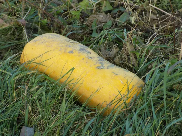 Abóbora Repolho Cucurbita Latina — Fotografia de Stock