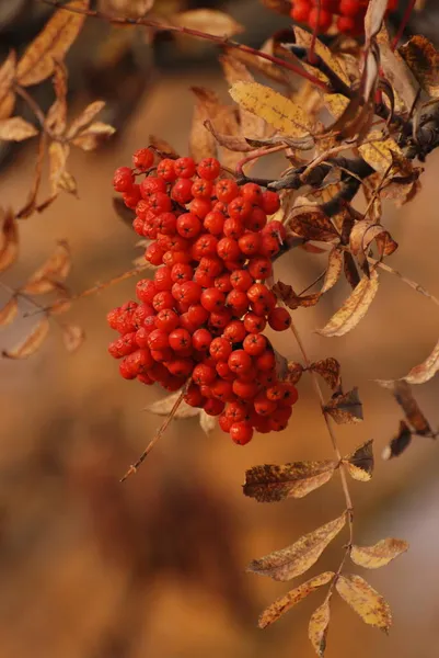 Rowan Sorbus Aucuparia Вид Рода Rowan — стоковое фото