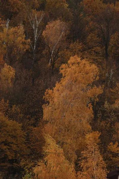 Goldener Herbst Wald Goldener Herbst Herbstwald — Stockfoto