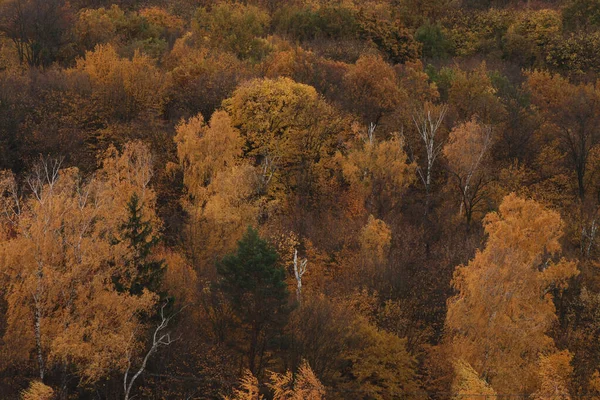 Ormanda Altın Sonbahar Altın Sonbahar Sonbahar Ormanı — Stok fotoğraf
