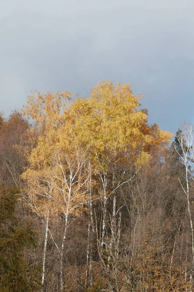 Χρυσό Φθινόπωρο Στο Δάσος Χρυσό Φθινόπωρο Φθινοπωρινό Δάσος — Φωτογραφία Αρχείου