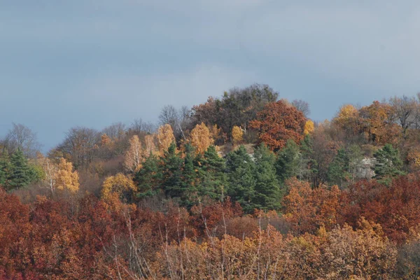 Золотая Осень Лесу Золотая Осень Осенний Лес — стоковое фото