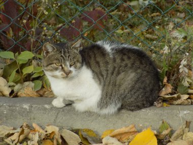Kedi kedisi (Latince Felis Silvestris catus), kedigiller (Felis) familyasından bir kedi türü.)
