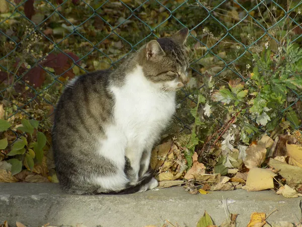 Gatto Del Gatto Gatto Del Gatto Latino Felis Silvestris Catus — Foto Stock