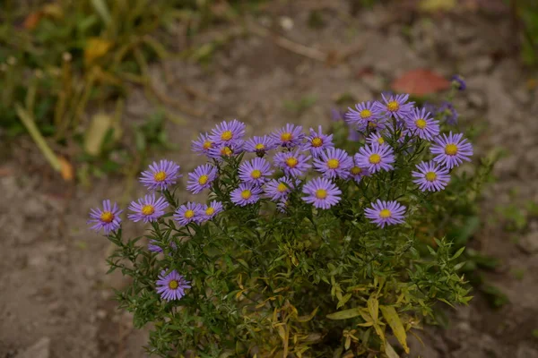 Crisântemo Quylyn Chrysanthemum Latim Cheber Syaskayo Budos Asme Palan Soy — Fotografia de Stock