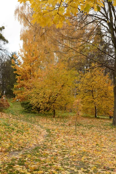 Autunno Oro Nel Vecchio Parco — Foto Stock