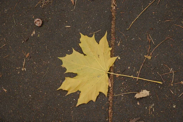 Πεσμένα Κίτρινα Φύλλα Χρυσό Φθινόπωρο — Φωτογραφία Αρχείου