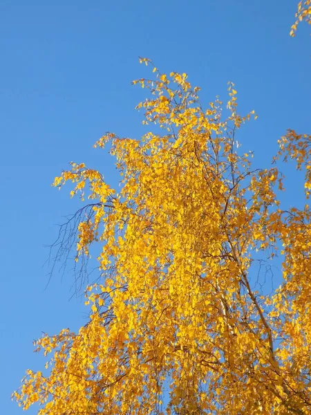 Una Antigua Cantera Tiza Abandonada Otoño Dorado Bosque Otoño Dorado — Foto de Stock