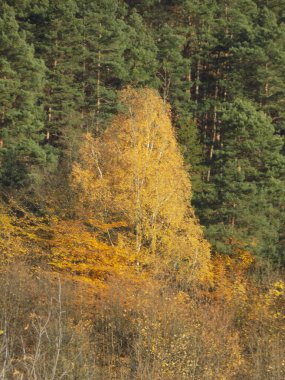 Ormanda altın sonbahar, altın sonbahar, sonbahar ormanı