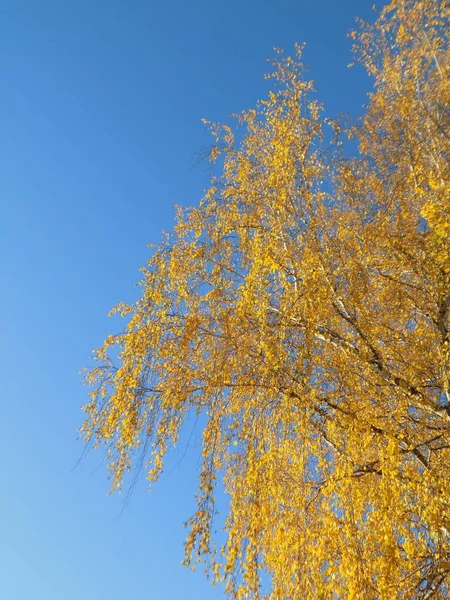 Ein Alter Verlassener Kalksteinbruch Goldener Herbst Wald Goldener Herbst Herbstwald — Stockfoto