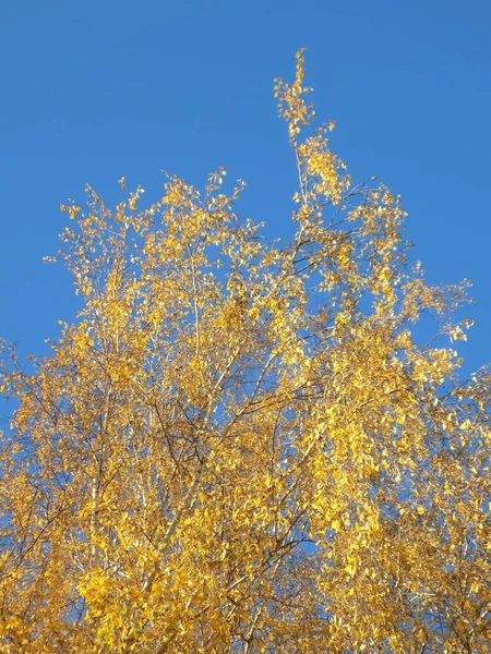 숲에서 버려진 Qarry Golden Autumn Forest Old Autumn Park 자작나무는 — 스톡 사진