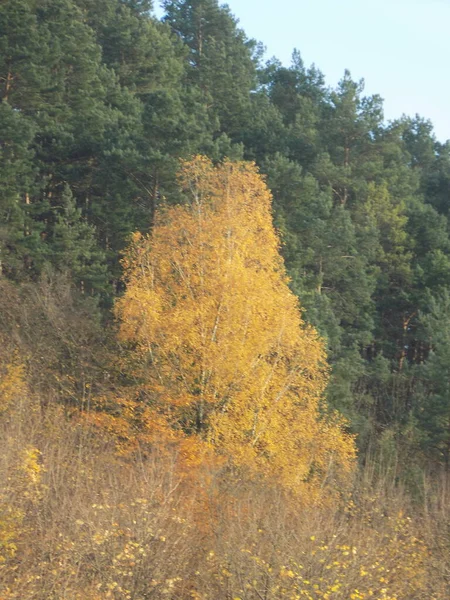 Zlatý Podzim Lese Zlatý Podzim Podzimní Les — Stock fotografie