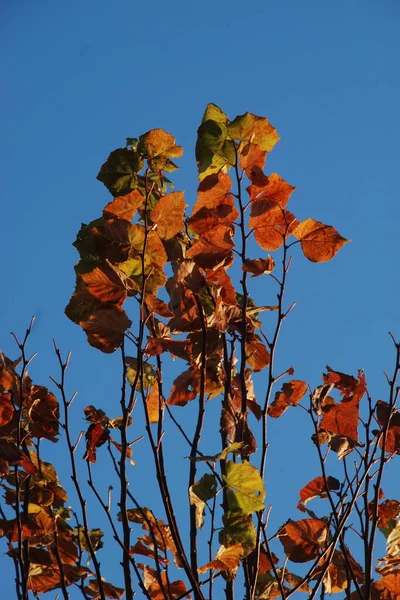 Goldener Herbst Wald Goldener Herbst Herbstwald — Stockfoto