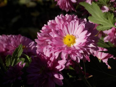 Kasımpatı (Latin Kylyn Kasımpatı) - Cheber syaskayo budos, as me palan soy sadyosyn