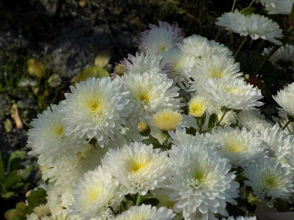Chrysanthemum Latin Kylyn Chrysanthemum Cheber Syaskayo Budos Asme Palan Soy — ストック写真