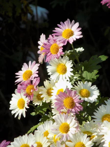 Chryzantema Latin Kylyn Chrysanthemum Cheber Syaskayo Budos Asme Palan Sojowy — Zdjęcie stockowe