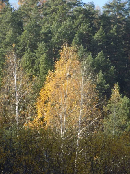 Arany Ősz Erdőben Arany Ősz Őszi Erdő — Stock Fotó