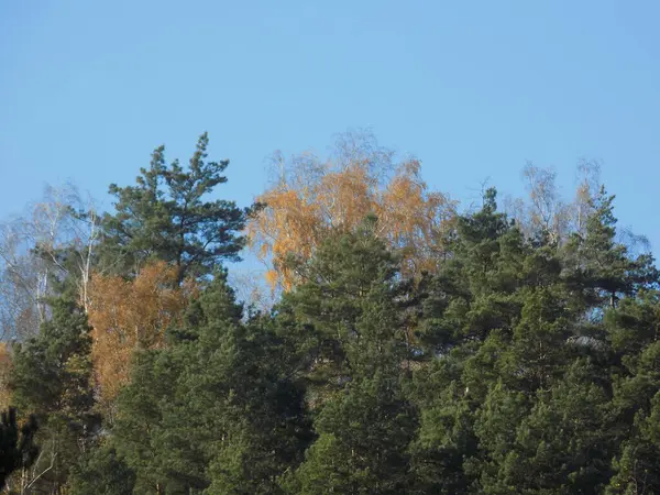 Autunno Dorato Nella Foresta Autunno Dorato Foresta Autunnale — Foto Stock