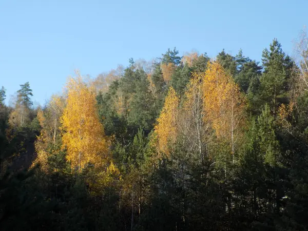 森の中の黄金の秋 黄金の秋 秋の森 — ストック写真