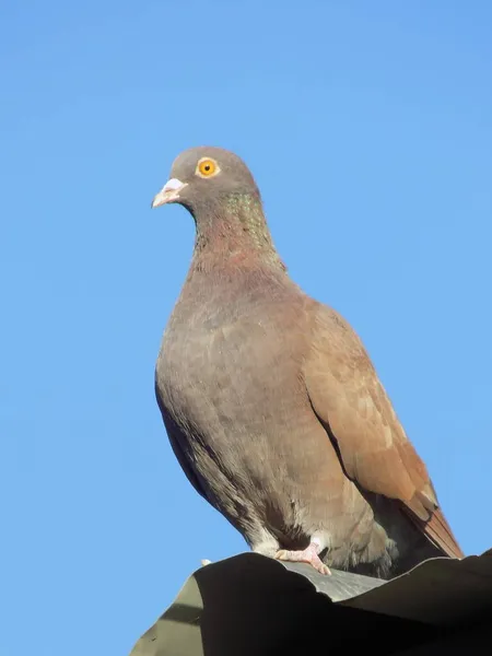 Domestic Pigeon Columba Livia Var Domestica — Stock Photo, Image