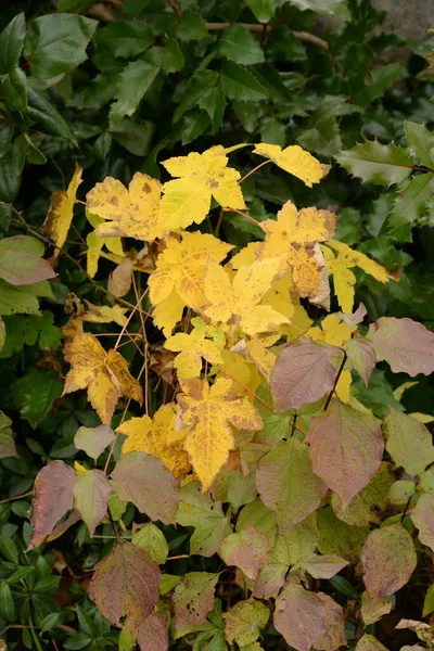 Common Maple Sharp Leaved Acer Platanoides — Stock Photo, Image