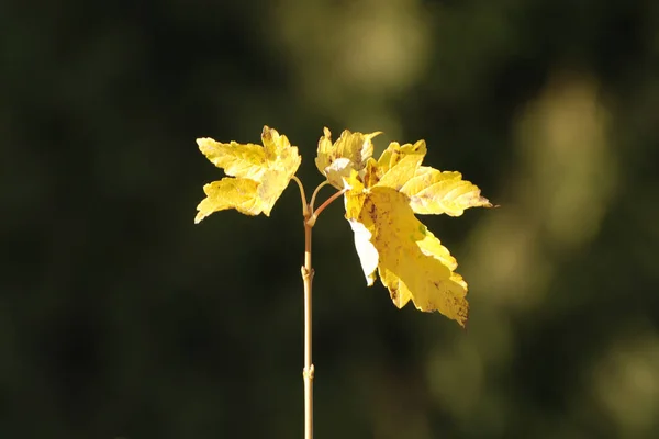 Golden Autumn Forest Golden Autumn Autumn Forest — Stock Photo, Image