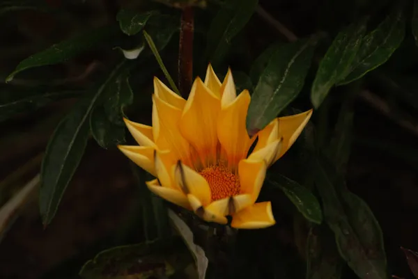 Gazania Jest Rodzajem Roślin Rodziny Astrowatych — Zdjęcie stockowe