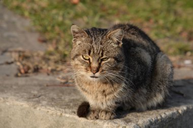 Kedi kedisi (Latince Felis Silvestris catus), kedigiller (Felis) familyasından bir kedi türü.)