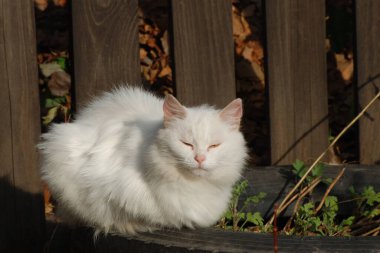 Kedi kedisi (Latince Felis Silvestris catus), kedigiller (Felis) familyasından bir kedi türü.)