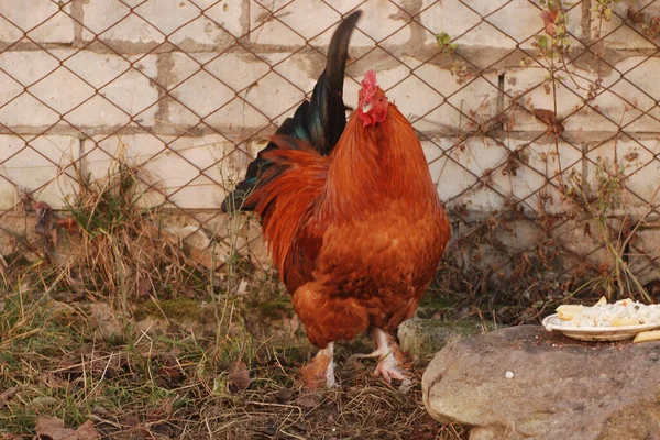 Galo Pátio — Fotografia de Stock